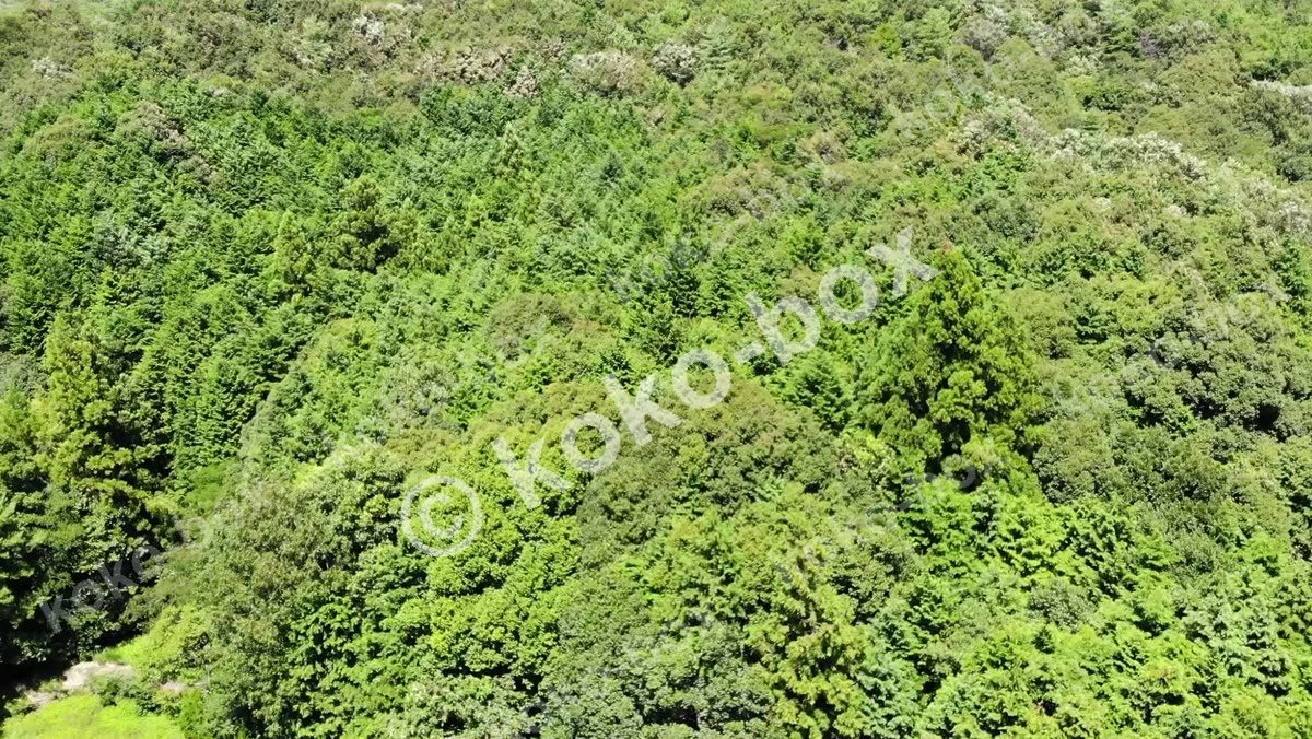 森林空撮 上へスライドする動画 横位置 動画素材
