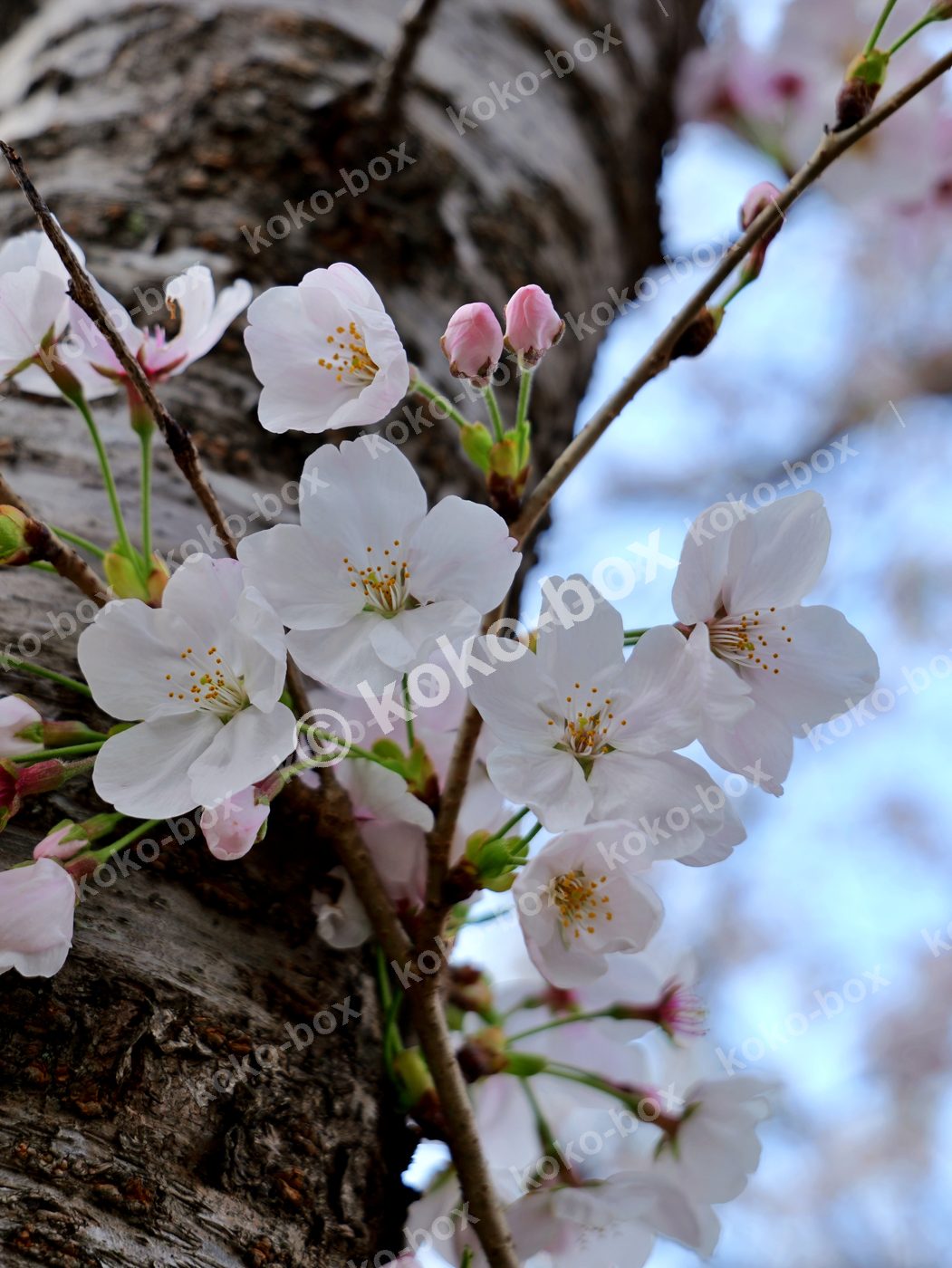 春の朝の光に煌めくソメイヨシノ 縦位置 写真素材