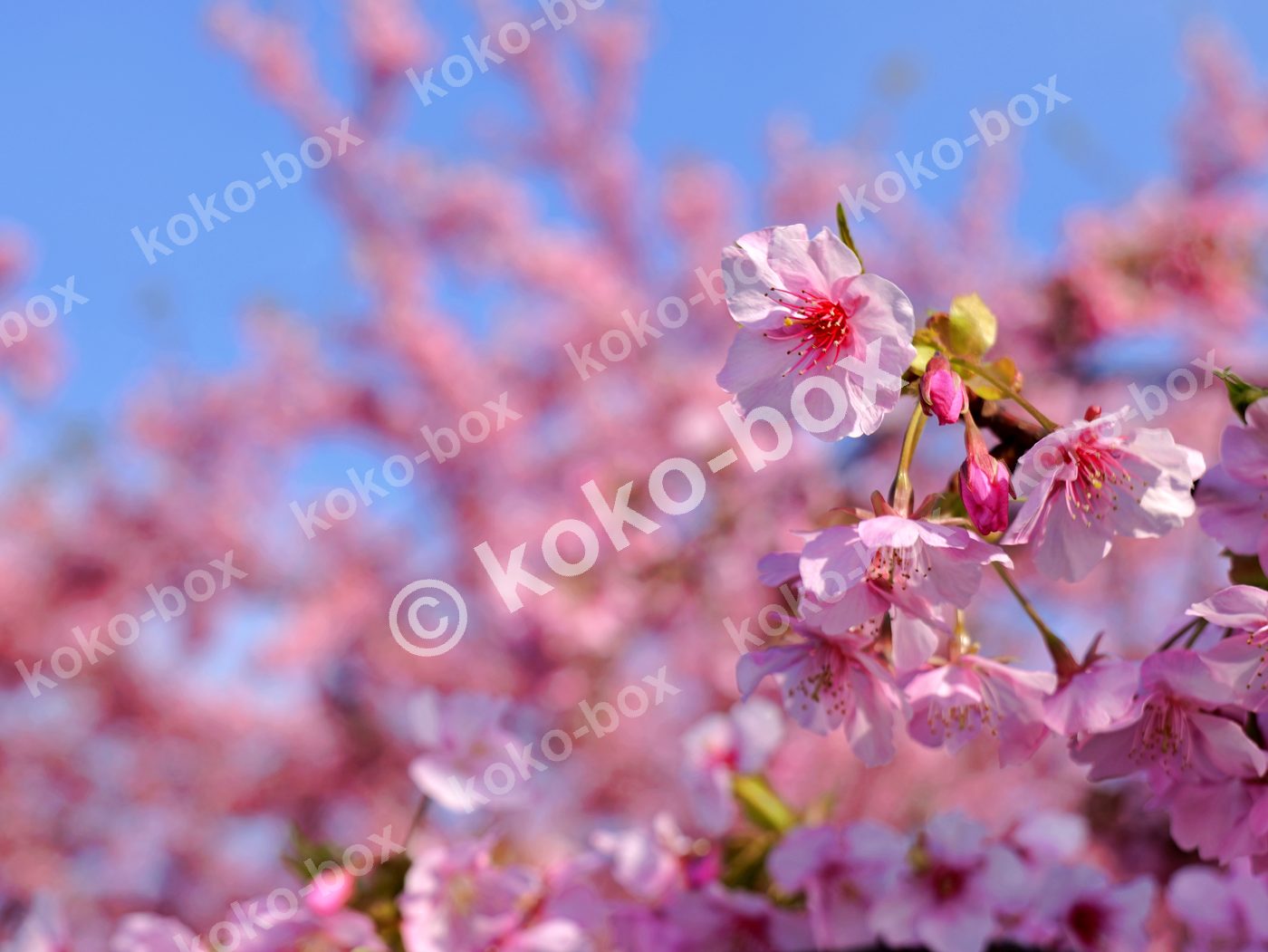 青空と満開の桜 鮮やか横位置写真素材