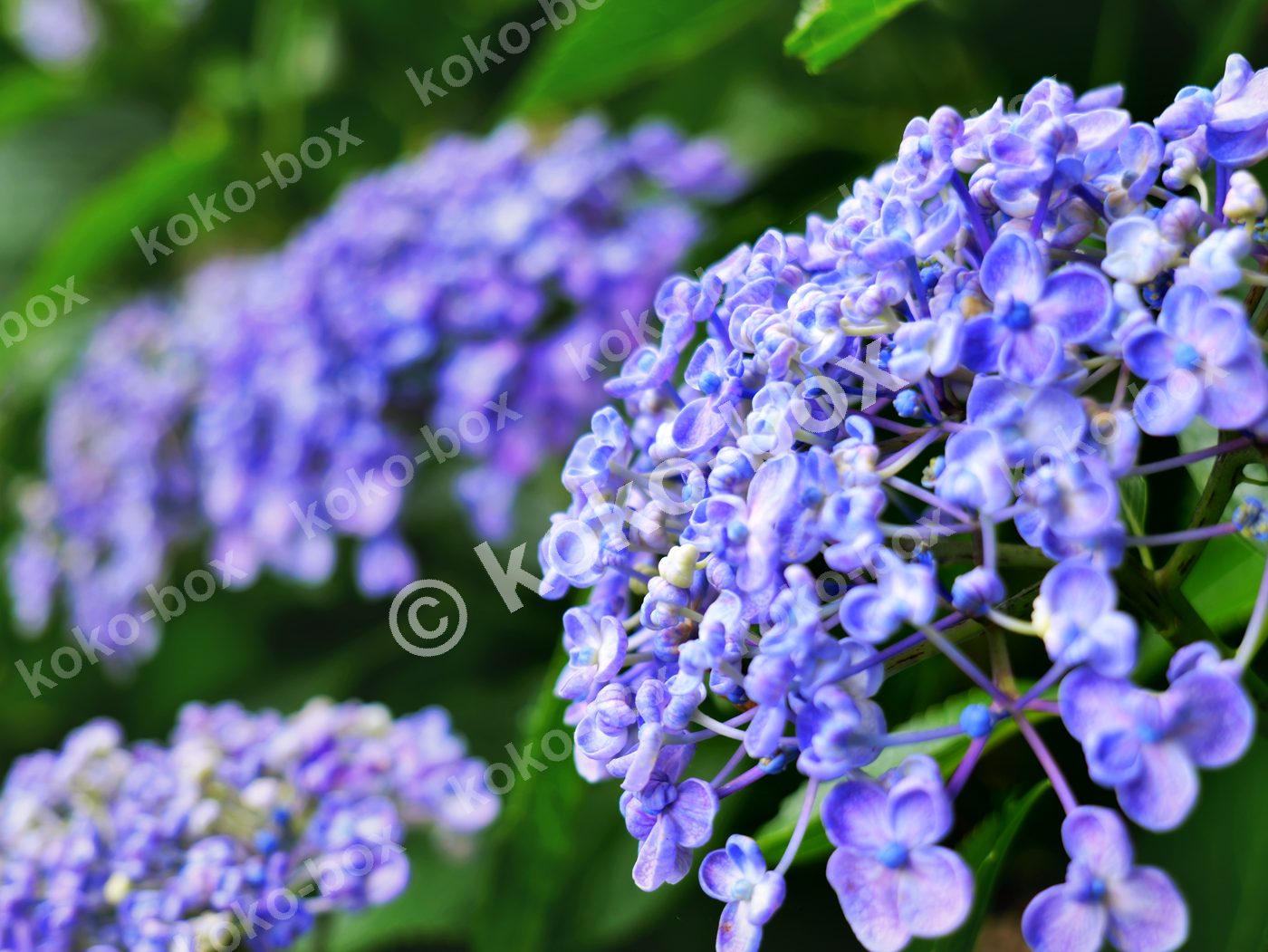 初夏を彩る雨上がりの鮮やかな紫陽花 横位置写真素材