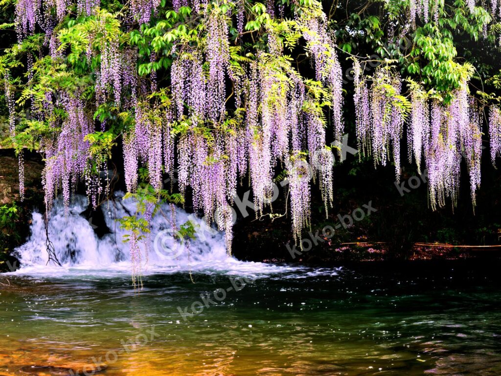 幻想的な藤の滝と清流 横位置 写真素材
