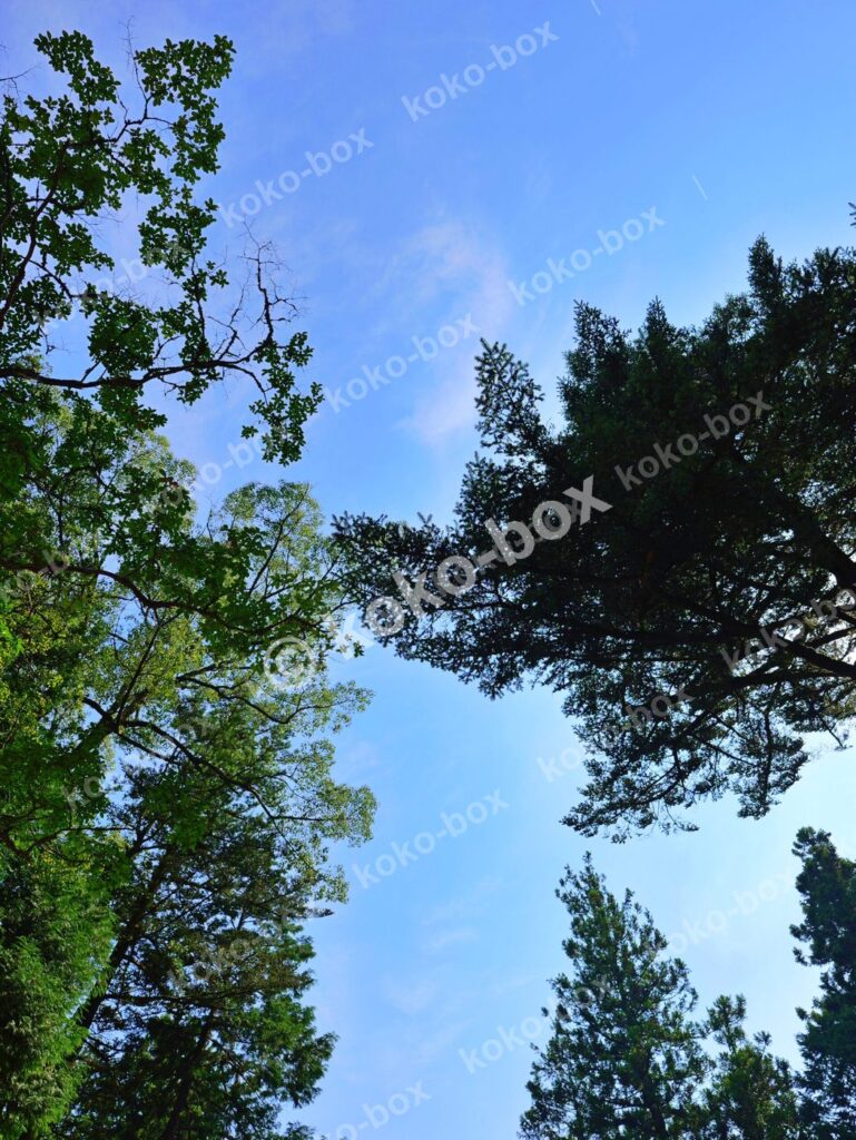 木々と青空のコントラストが美しい 縦位置写真素材