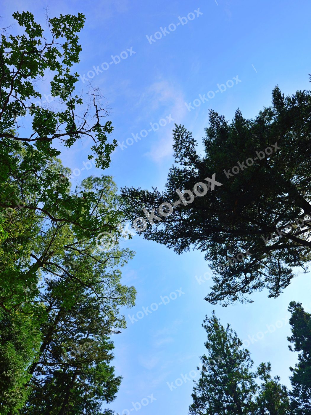 木々と青空のコントラストが美しい 縦位置写真素材