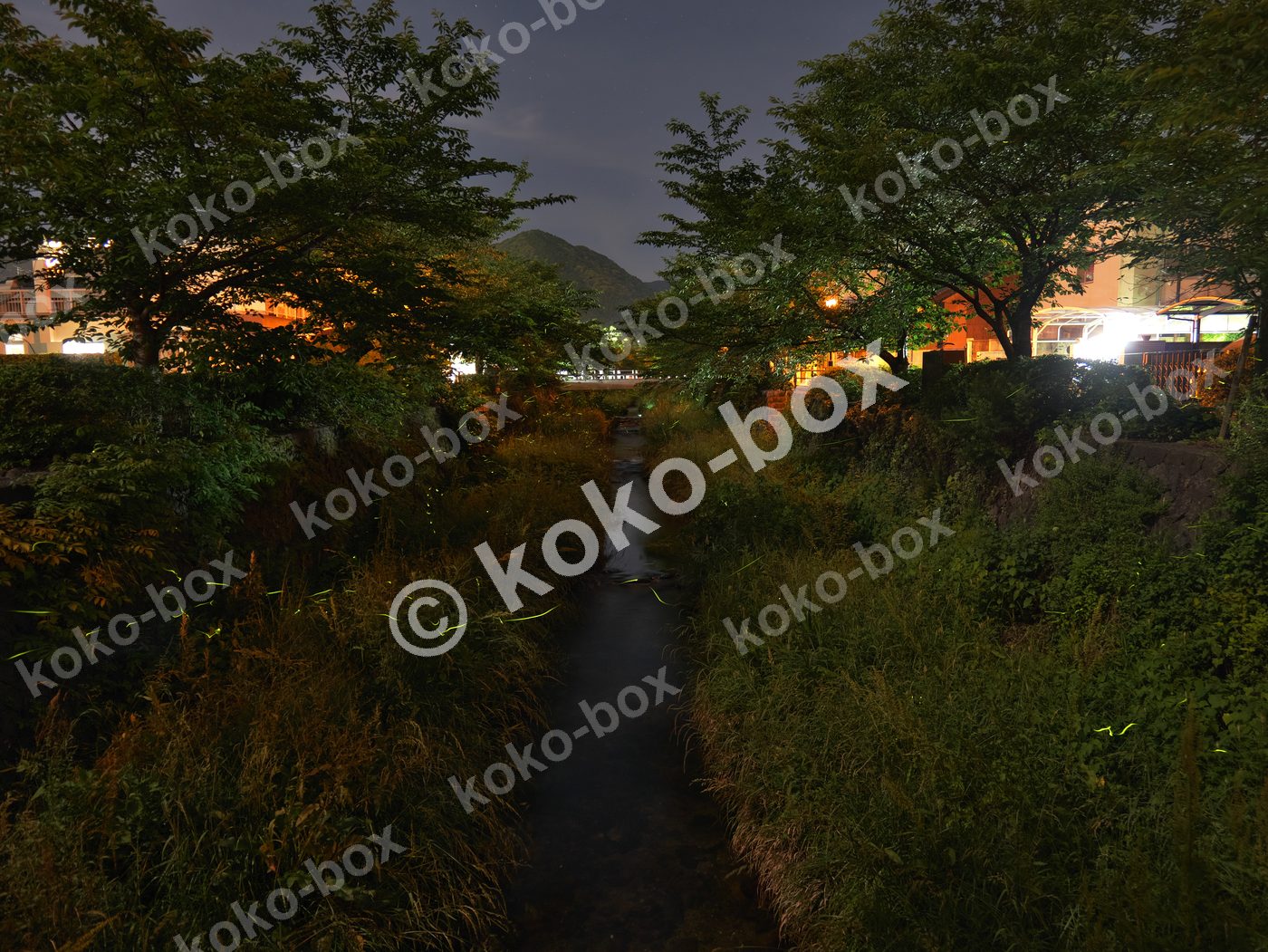 幻想的なホタルの乱舞する小川 夜景 横位置 写真素材