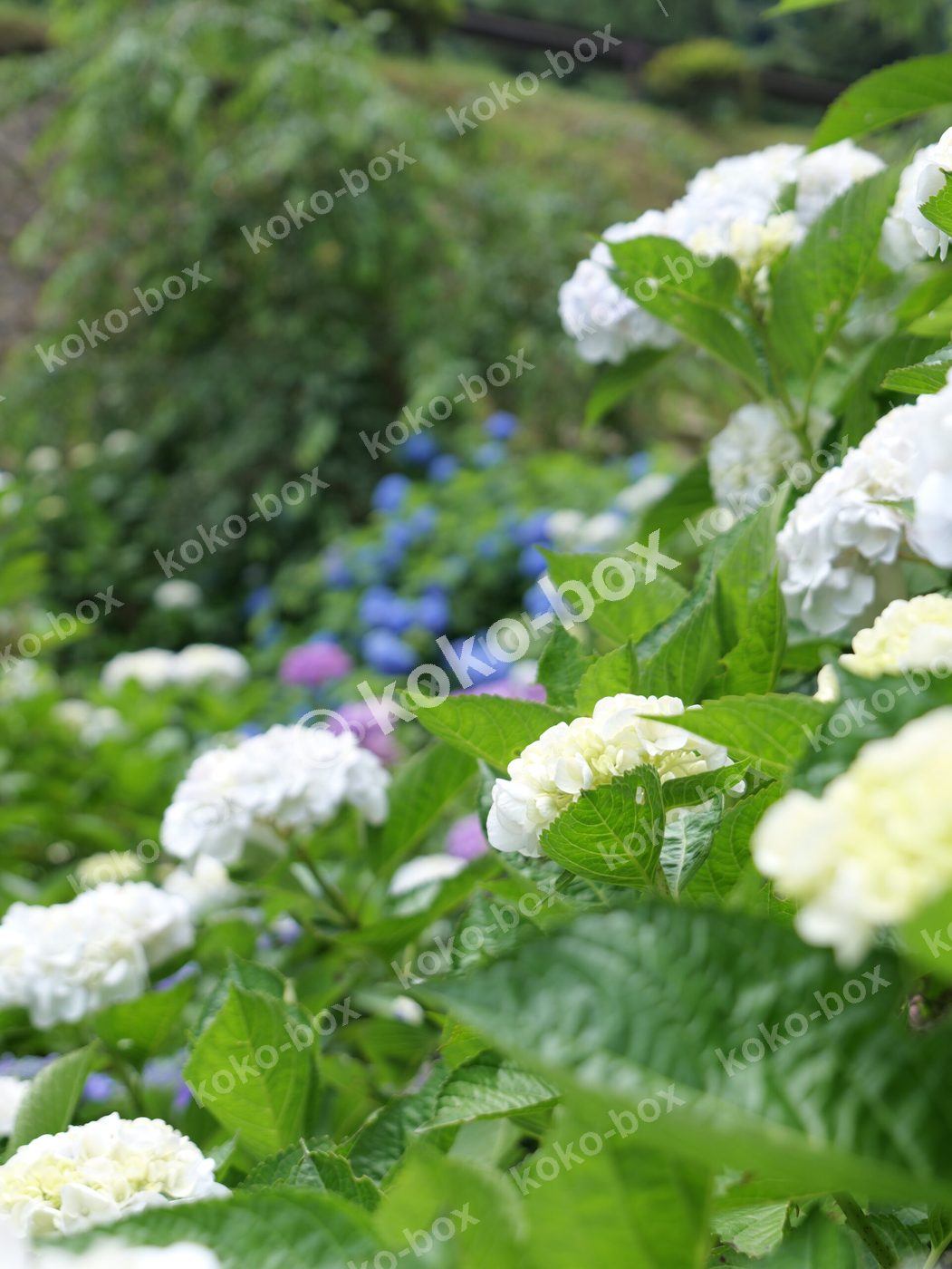 多色グラデーションの紫陽花グループ縦位置写真素材