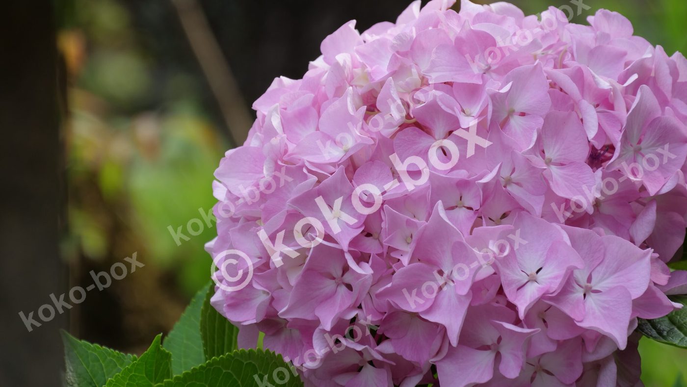 白とピンクのグラデーションが美しいアジサイの花写真素材