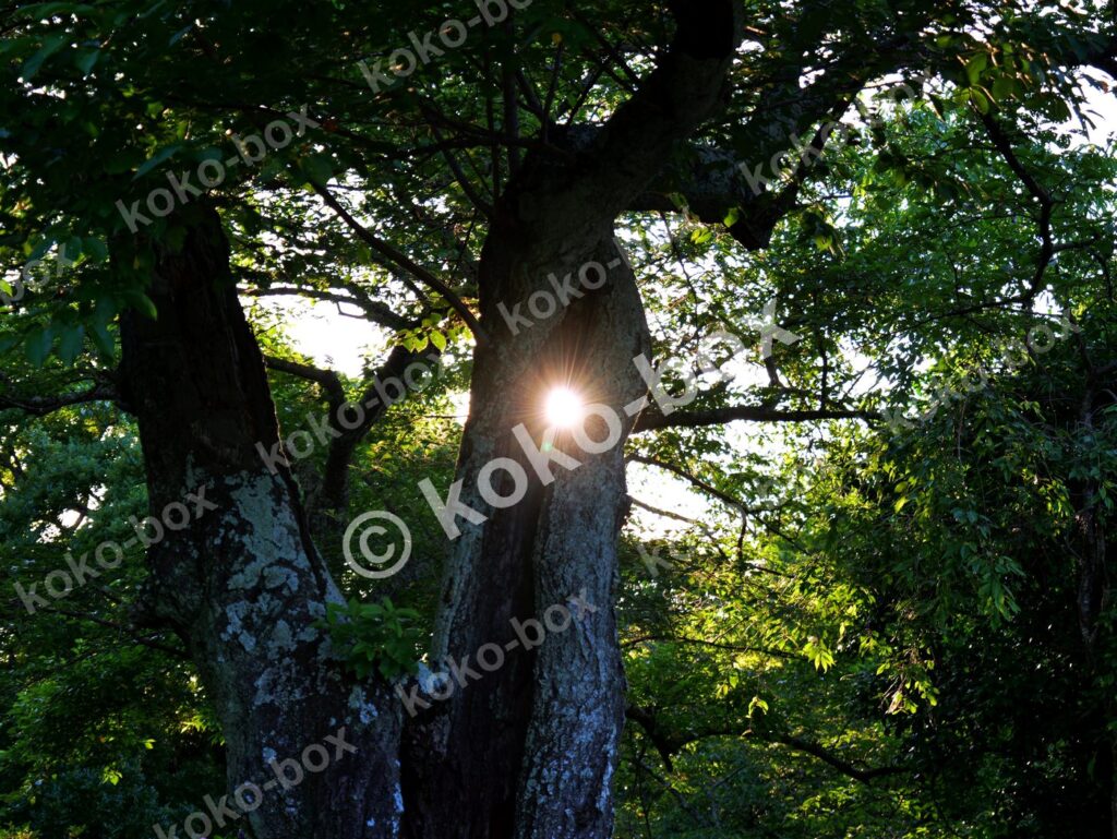 木漏れ日差し込む古木の森 横位置 写真素材