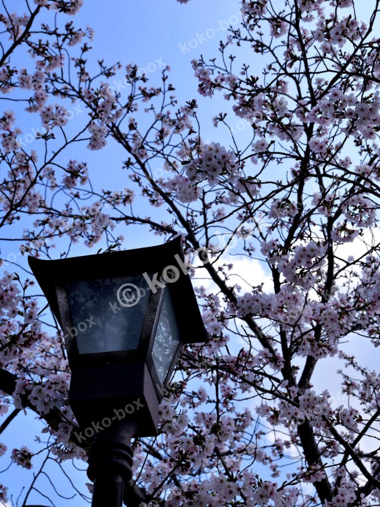 春の夜空と満開の桜に映える灯篭 縦位置写真素材