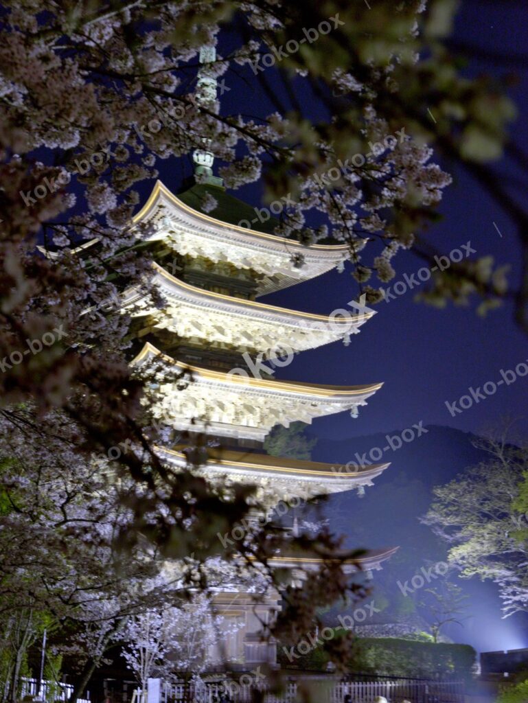 夜桜と照らされた五重塔 幻想的な縦位置 写真素材