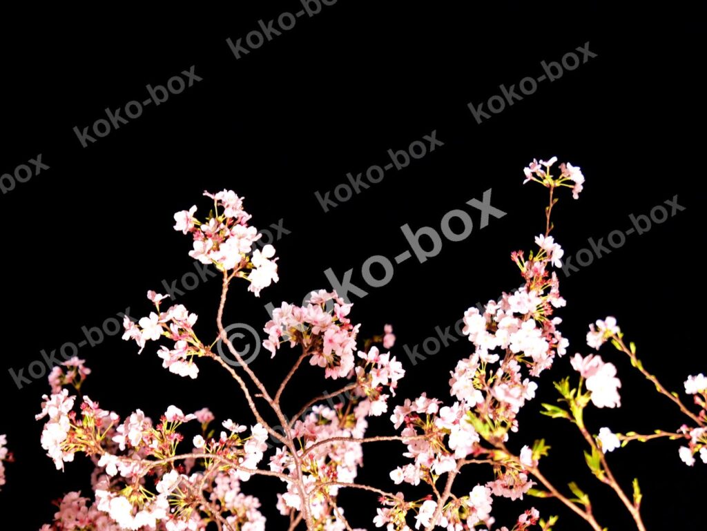 夜に映える可憐な桜 横位置 写真素材