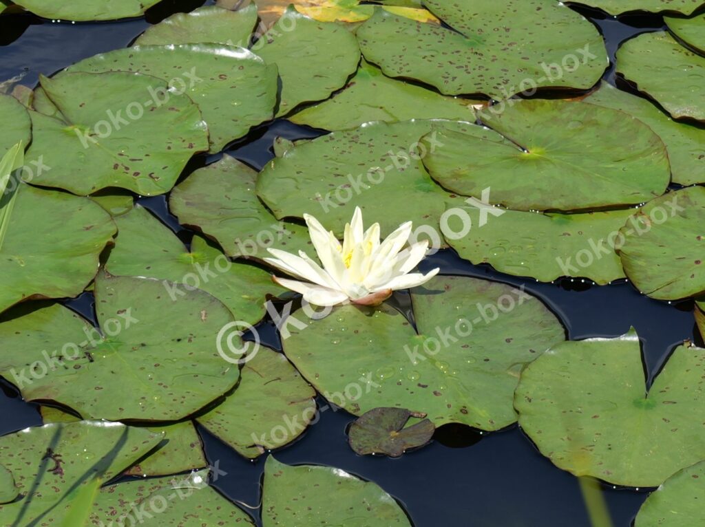 白いスイレンが咲く池の幻想的な一輪花 横位置 写真素材