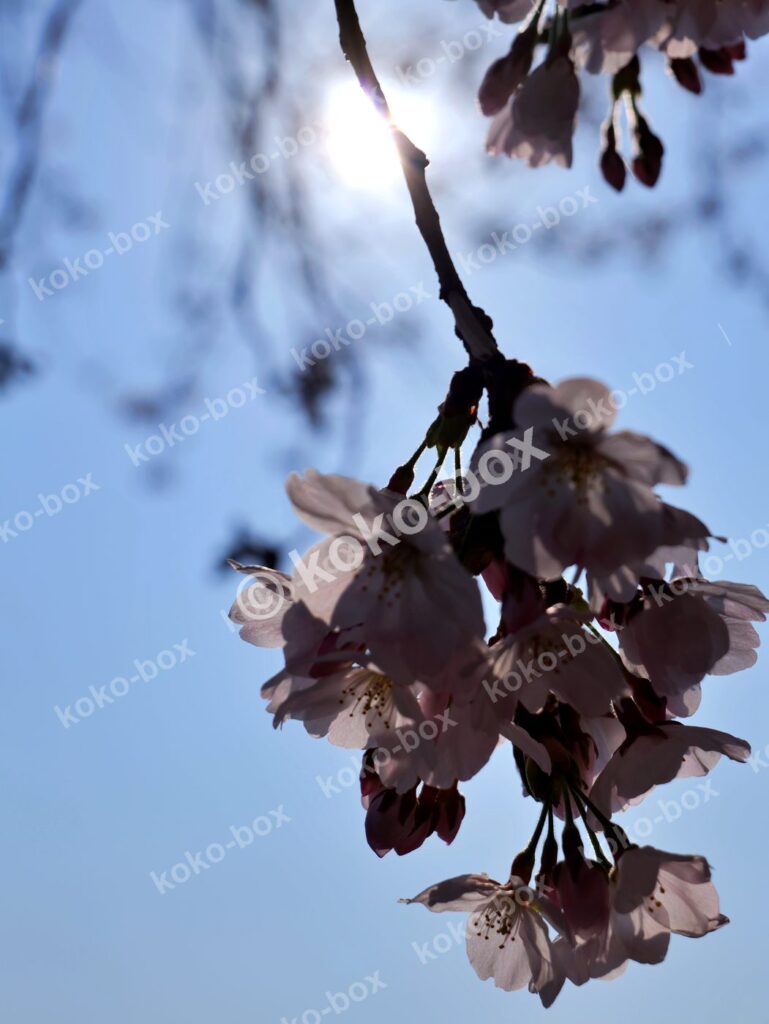 青空を背にした桜の逆光シルエット 縦位置写真素材