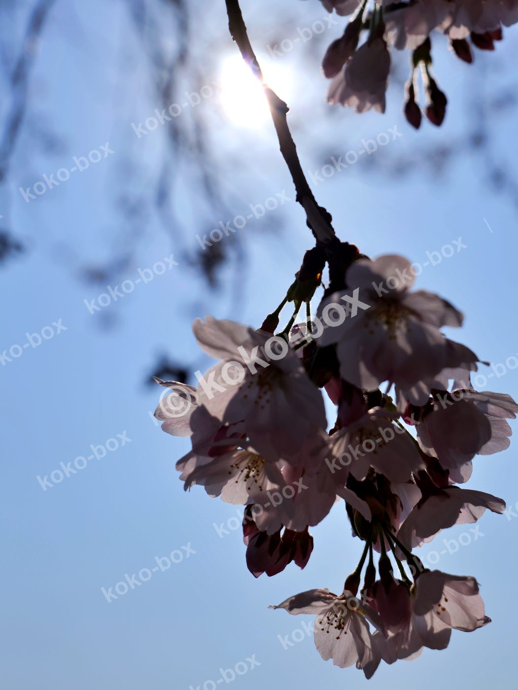 青空を背にした桜の逆光シルエット 縦位置写真素材
