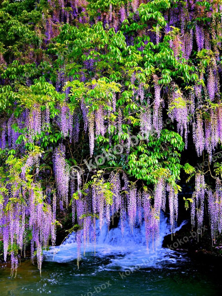 渓流に降り注ぐ藤の花 幻想的 縦位置 写真素材
