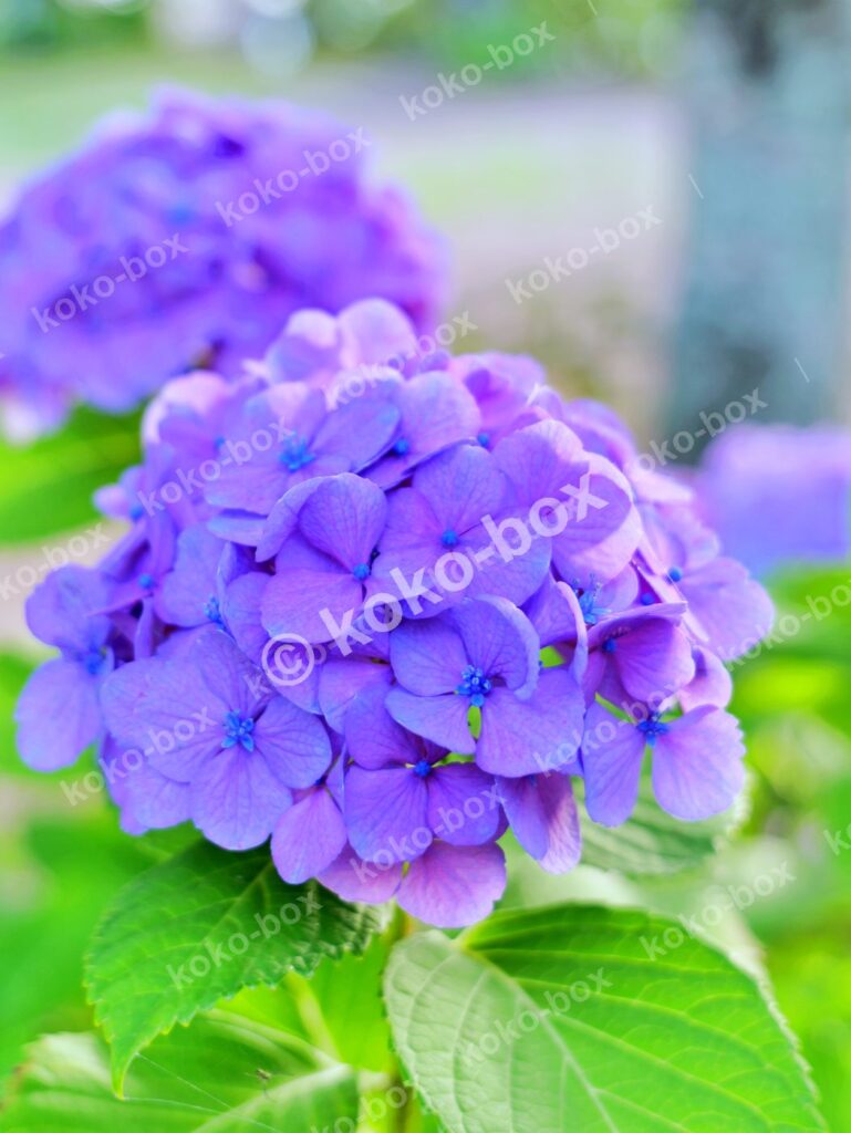 初夏に咲く爽やかな紫陽花 縦位置写真素材