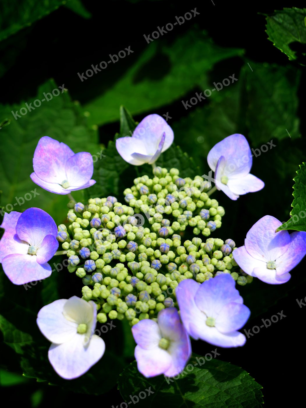 梅雨の雨に濡れる紫陽花 縦位置 写真素材