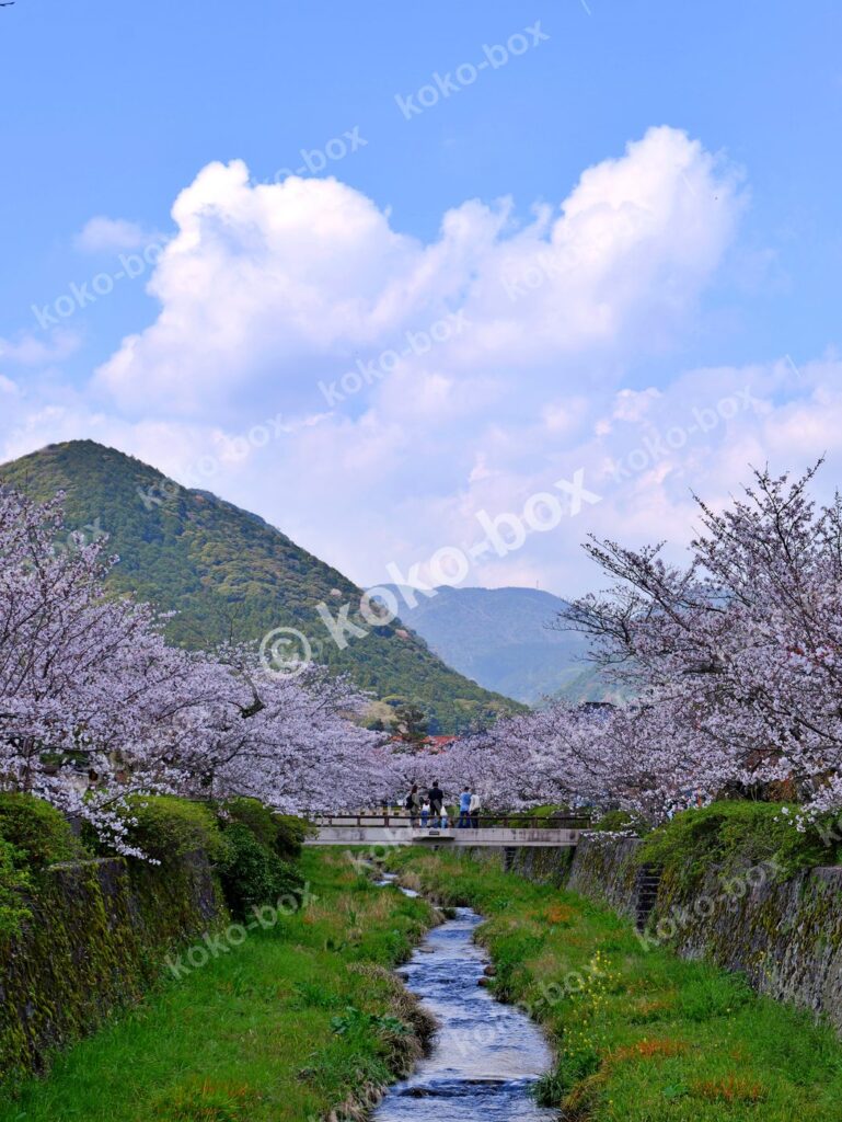 満開の桜と清流の春景色 縦位置写真素材