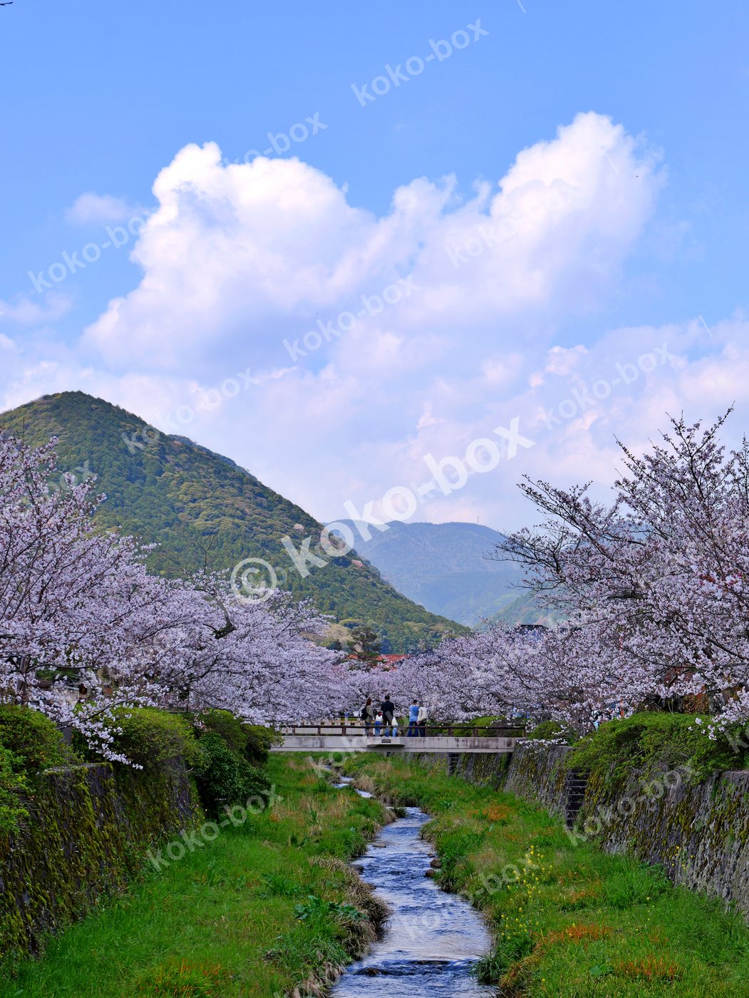 満開の桜と清流の春景色 縦位置写真素材