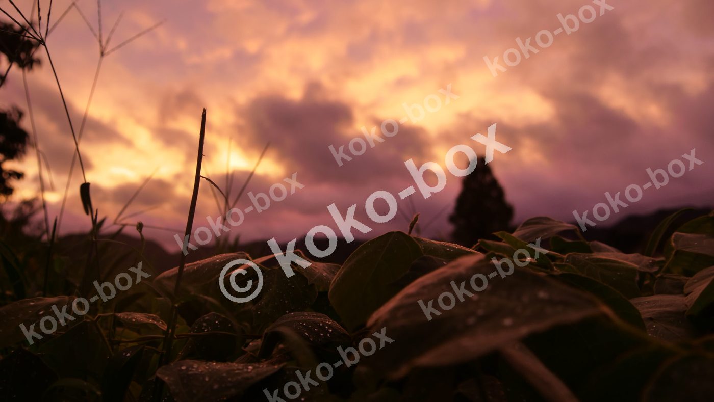 雨上がりの夕日に光る草と水滴の美しい写真素材