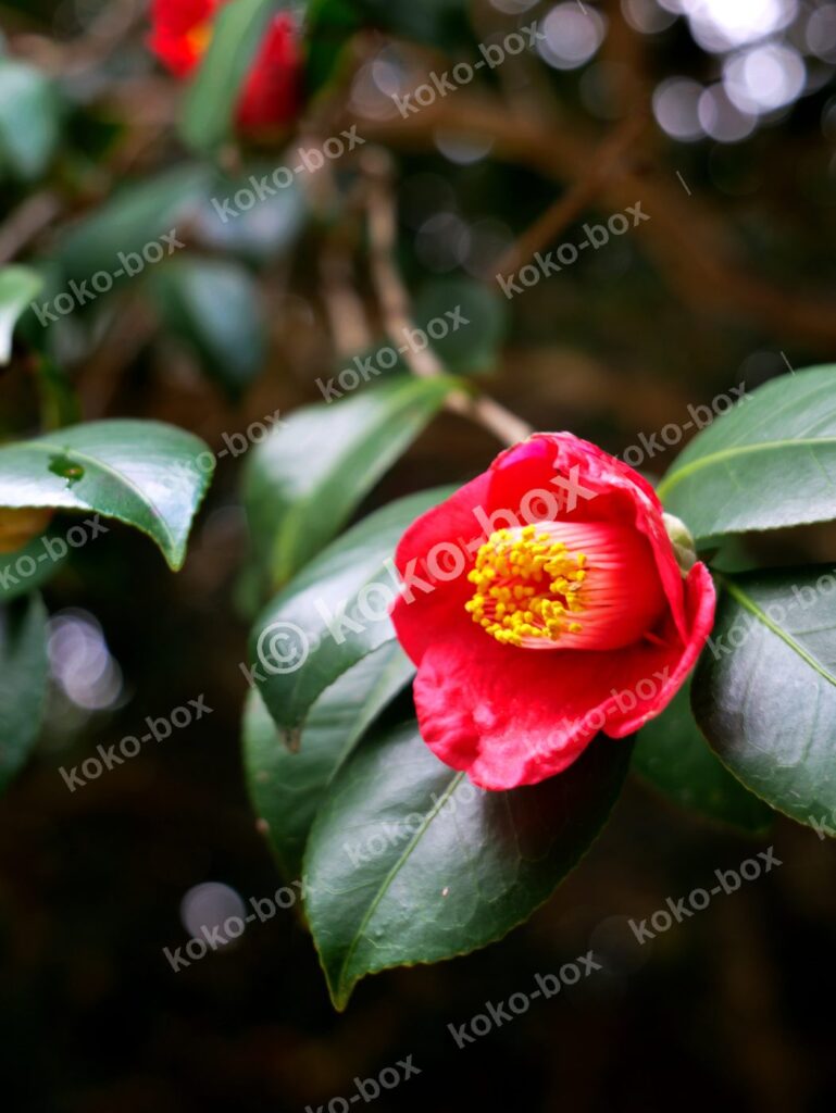 深紅の椿と光の玉ボケ 縦位置写真素材