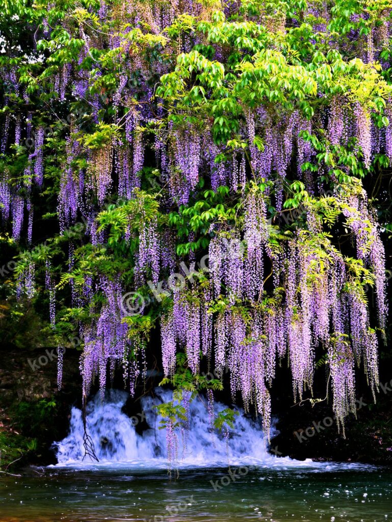 渓流に降り注ぐ藤の花 幻想的 縦位置写真素材