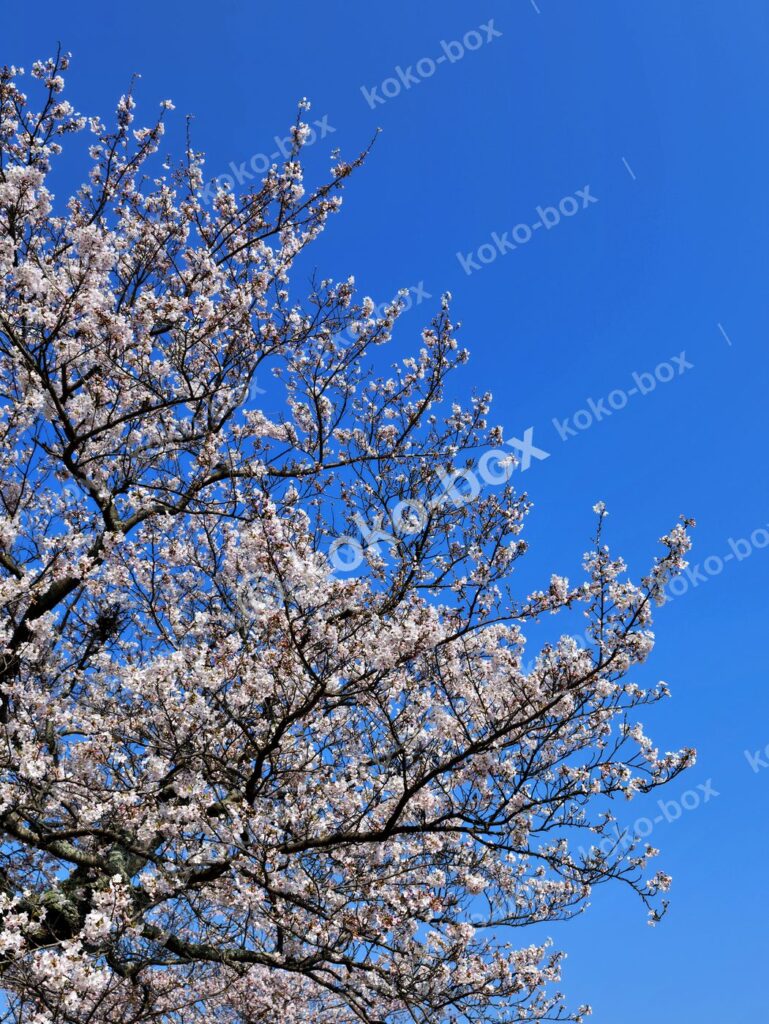 満開の桜と青空のコントラスト 縦位置 写真素材