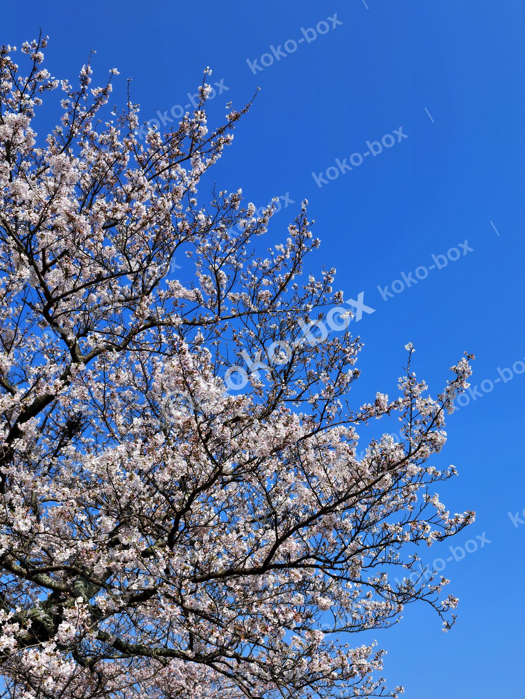 満開の桜と青空のコントラスト 縦位置 写真素材