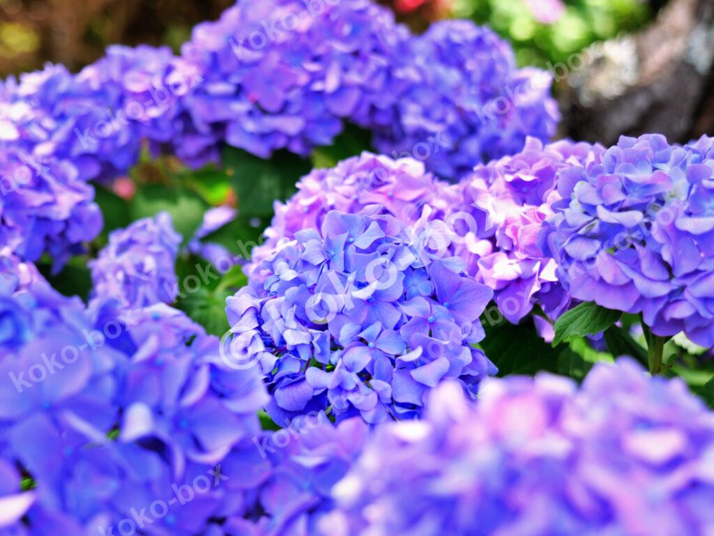 満開の紫陽花 鮮やかな群生 横位置 写真素材