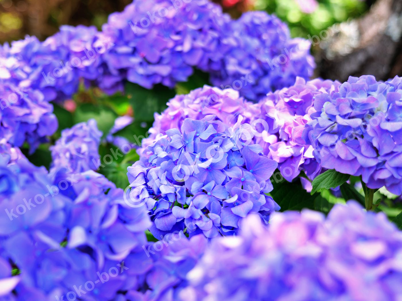 満開の紫陽花 鮮やかな群生 横位置 写真素材