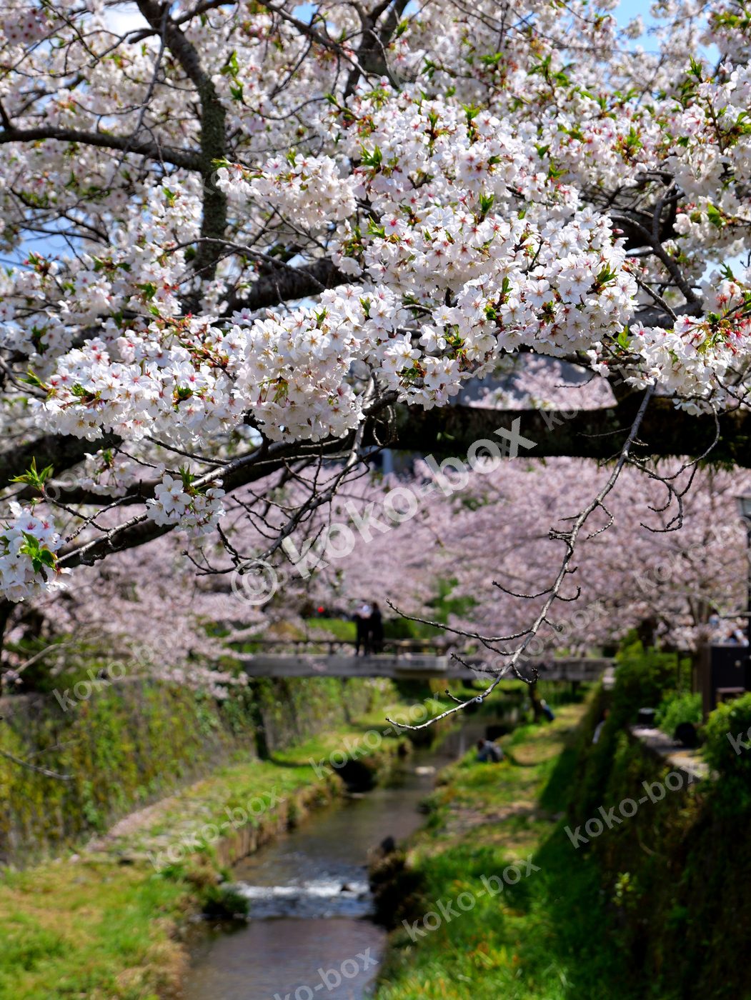 満開の桜と清流の哲学の道 縦位置 写真素材