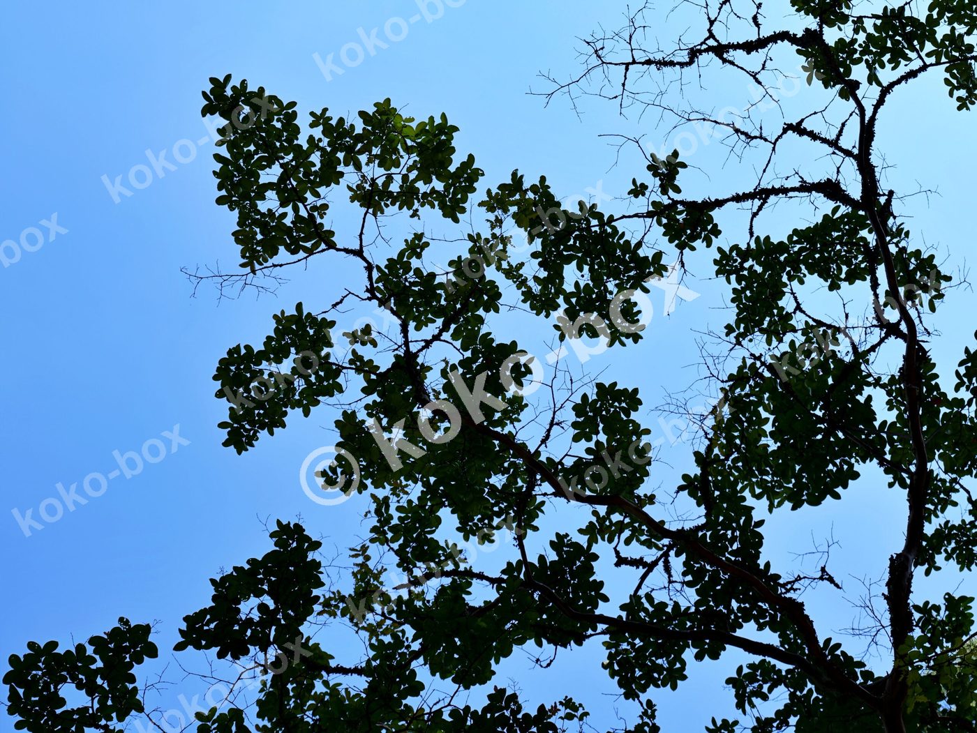 青空と木々の枝葉のコントラストが美しい風景 写真素材