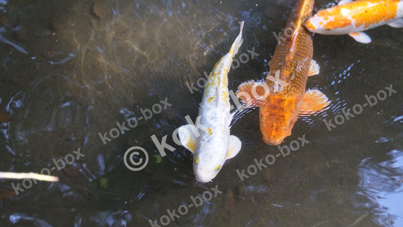 白赤オレンジの鯉が優雅に泳ぐ池の写真素材