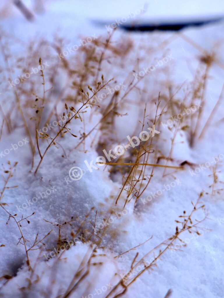 雪に埋もれた冬枯れの野草 縦位置写真素材