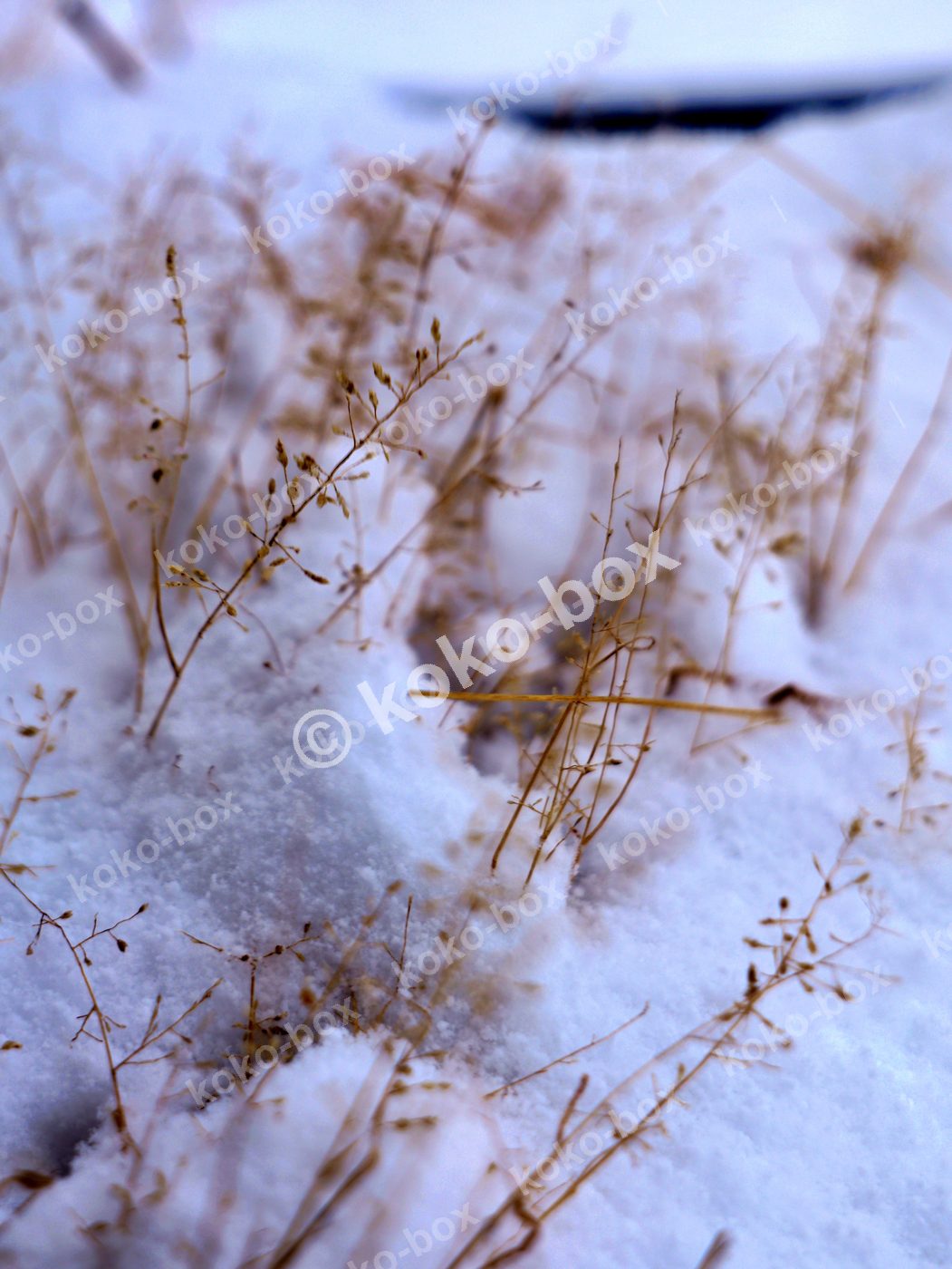 雪に埋もれた冬枯れの野草 縦位置写真素材