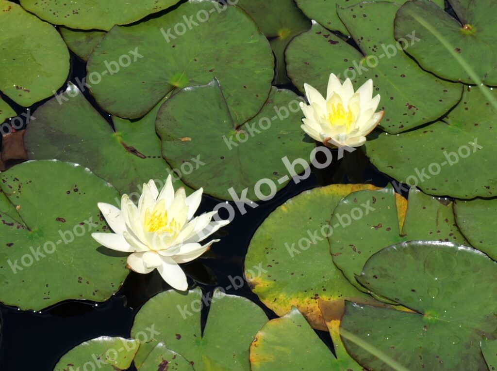 優雅な白いスイレン二輪が咲く池の風景 横位置 写真素材