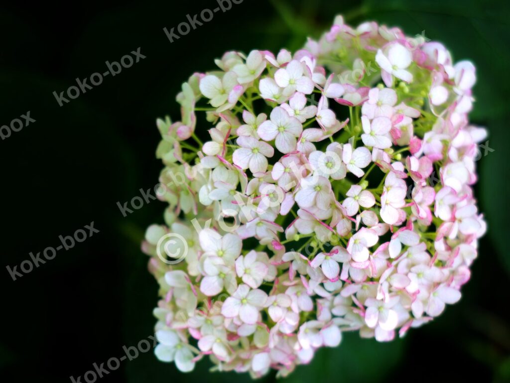 白とピンクの紫陽花 可憐な接写 横位置 写真素材