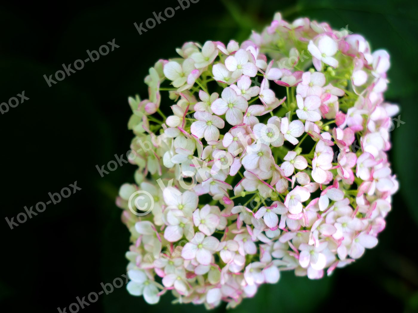 白とピンクの紫陽花 可憐な接写 横位置 写真素材