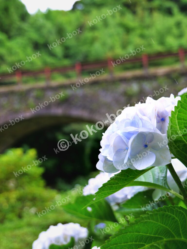 梅雨を彩る青いアジサイと石橋 縦位置写真素材
