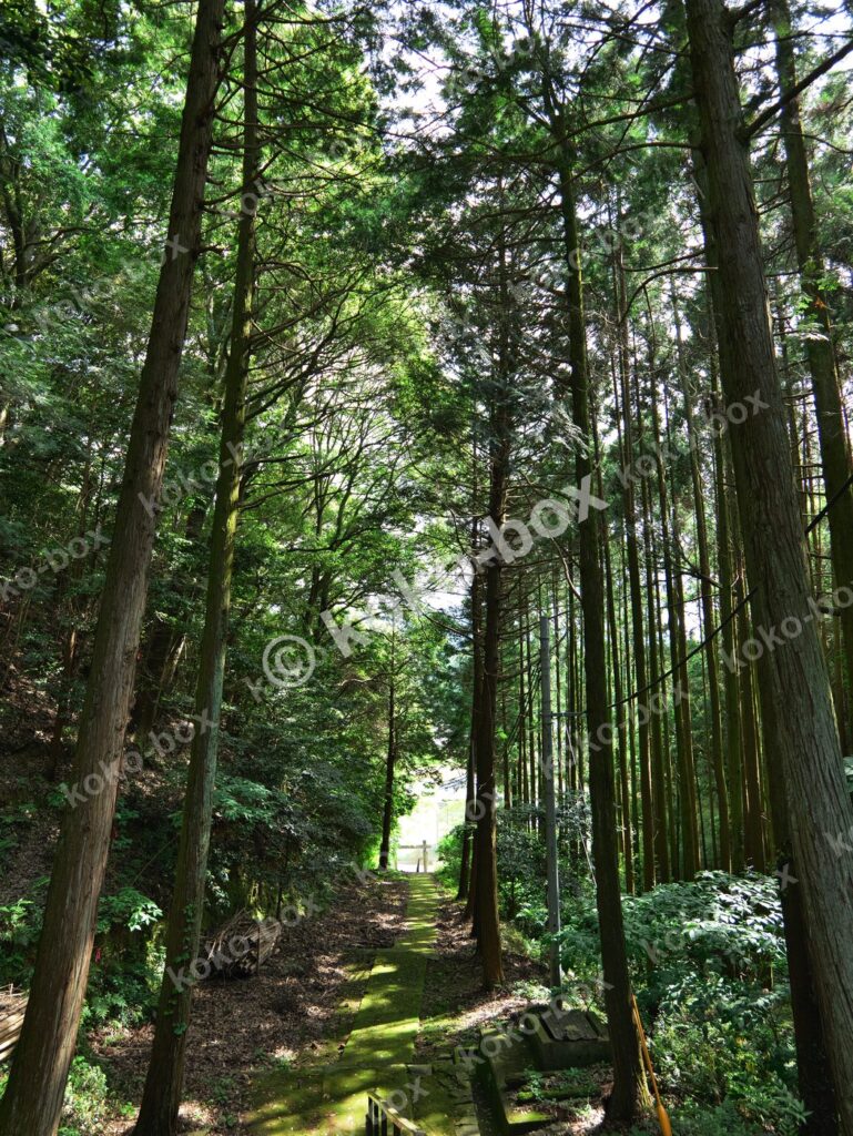 森の苔むした参道 厳かで神聖な縦位置写真素材
