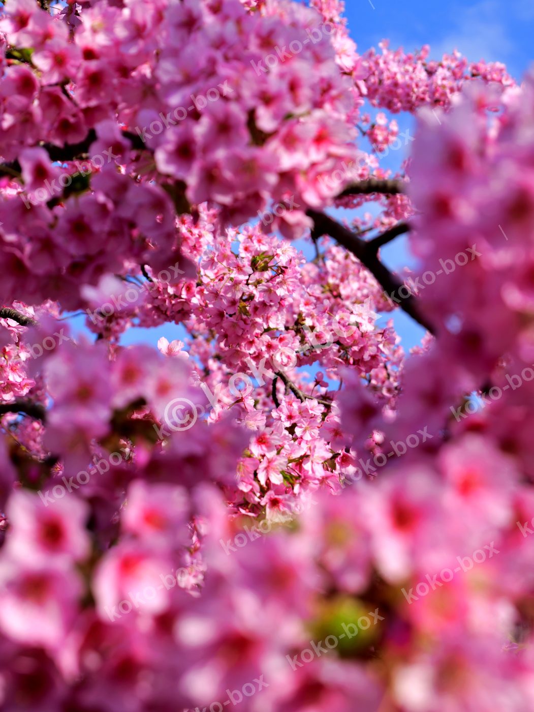 満開の河津桜と青空 縦位置写真素材
