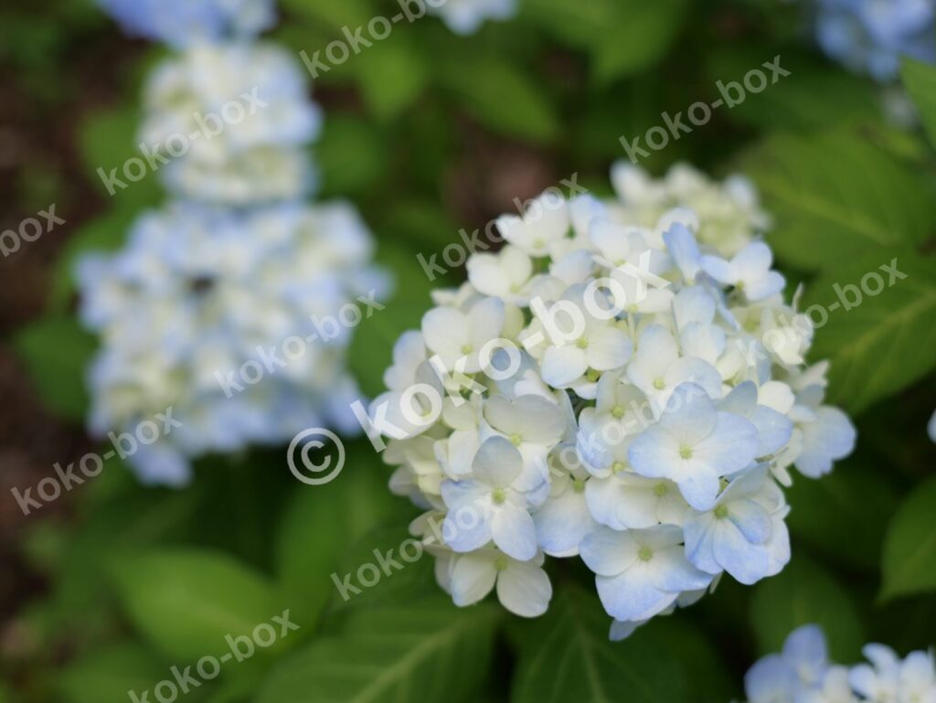 薄い水色のグラデーションが美しい若い紫陽花 写真素材