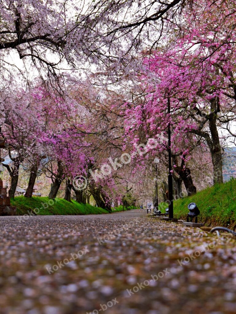 満開のしだれ桜並木と花びらの絨毯 縦位置写真素材