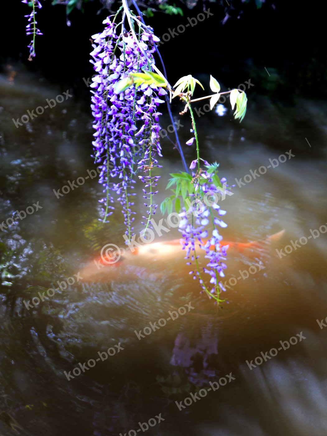 藤の花垂れる和風池の錦鯉 縦位置写真素材