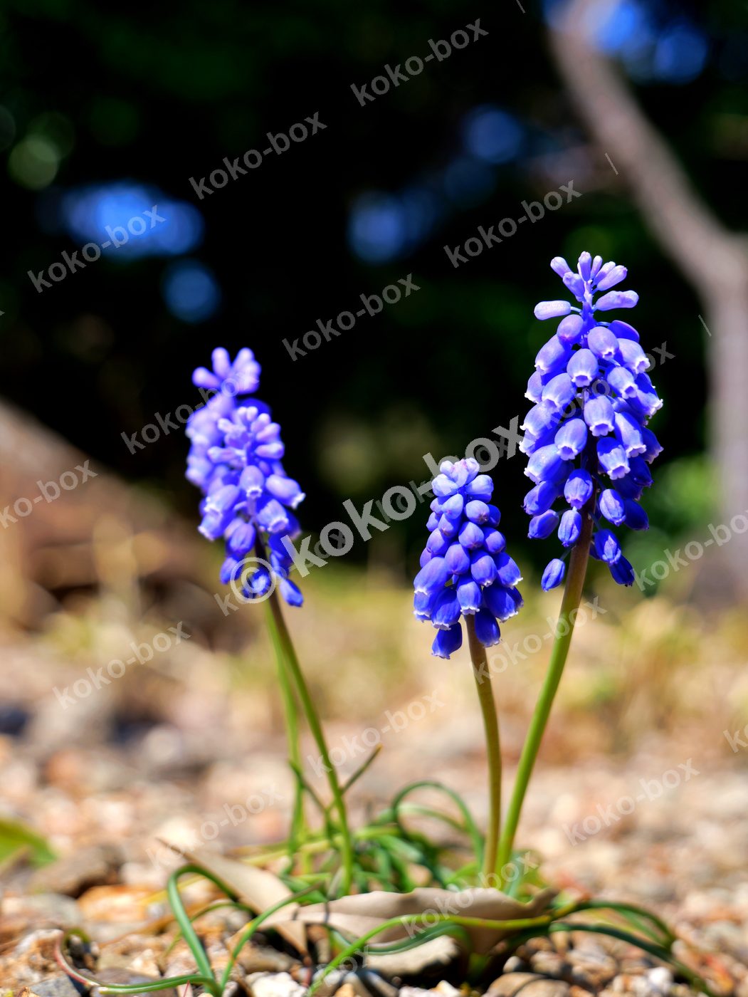 春の訪れを告げるムスカリの花 縦位置 写真素材