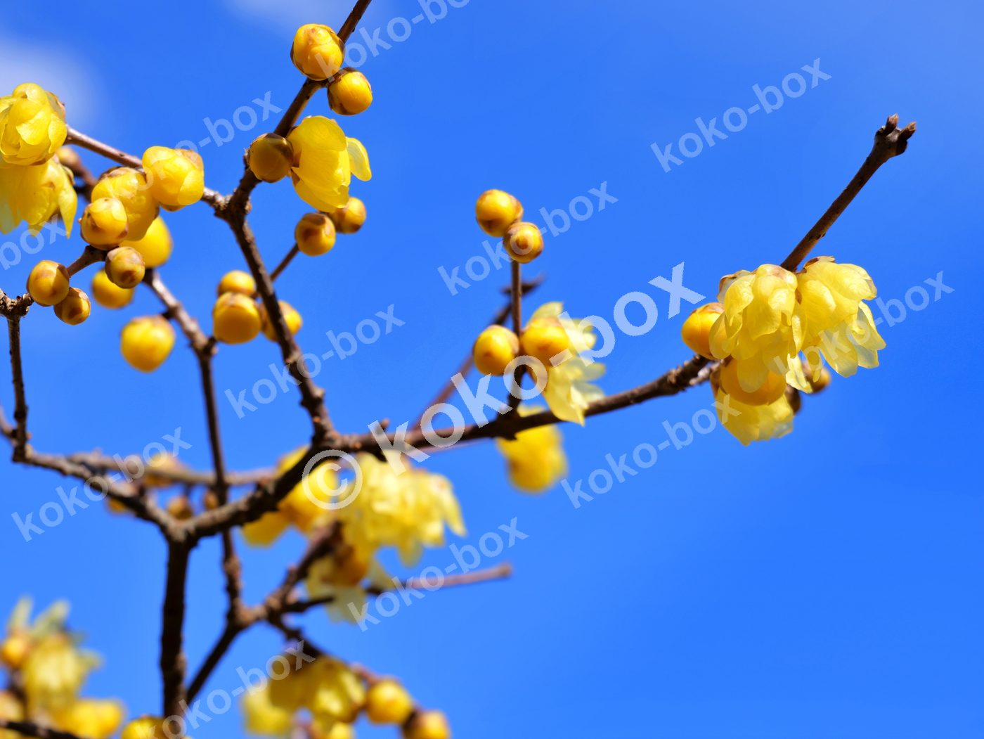 青空に映える蝋梅の蕾と花 横位置写真素材