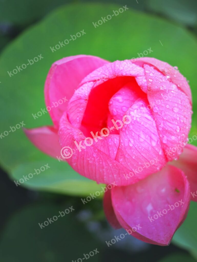 雨露をまとった鮮やかな蓮のつぼみ 縦位置写真素材