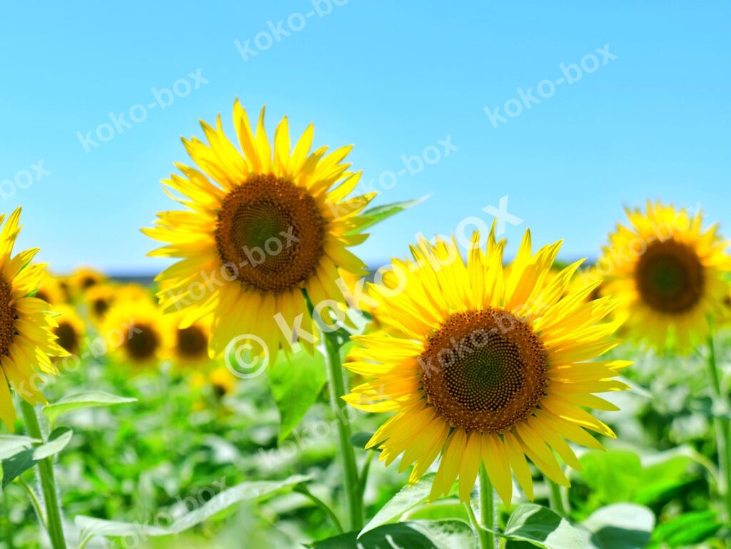 夏の青空の下に広がる満開の向日葵畑の横位置写真
