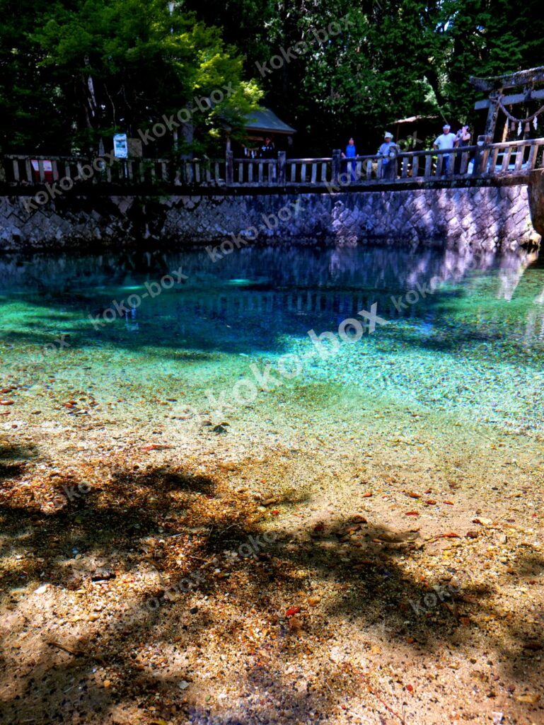 透明な池の水底と木々の縦位置写真素材