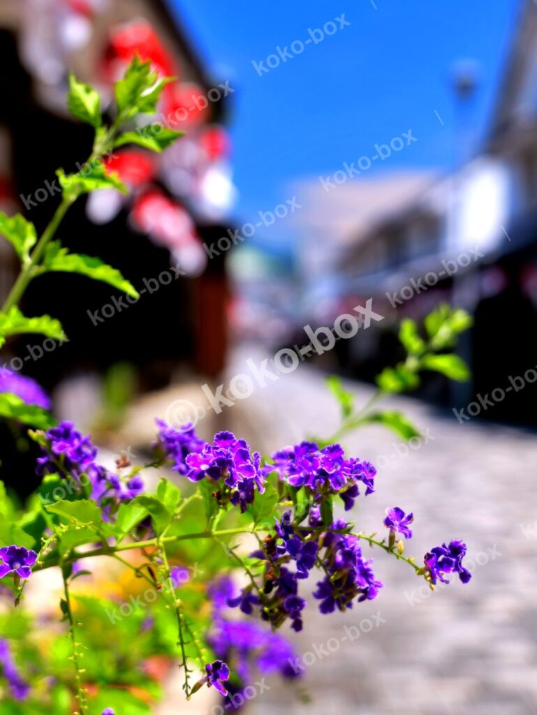 石畳の街並みを背景に咲く紫の花の縦位置写真