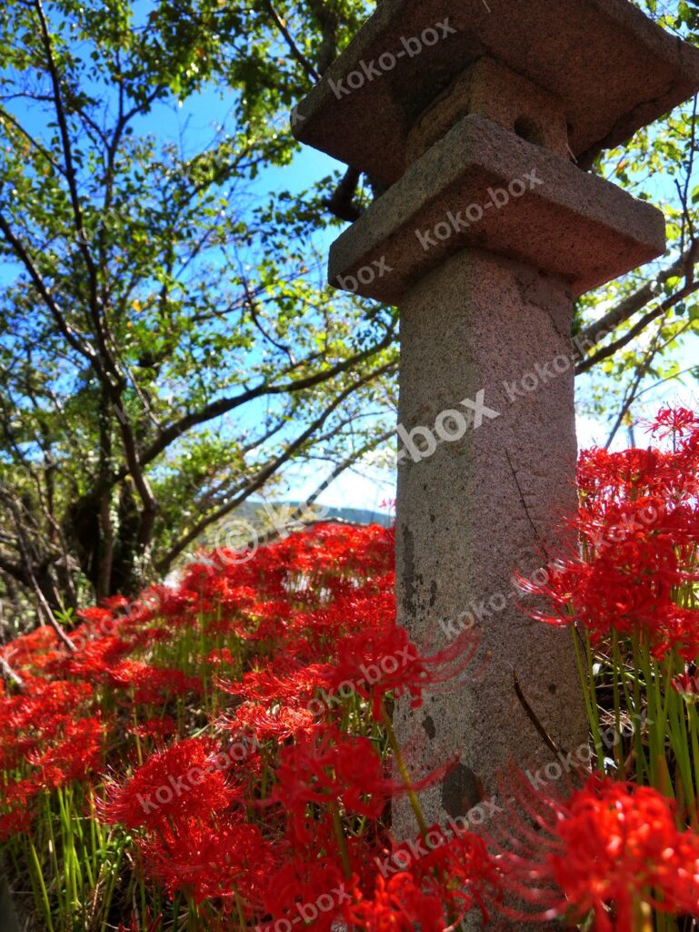 彼岸花と石灯籠が並ぶ秋の日本の風景 縦位置